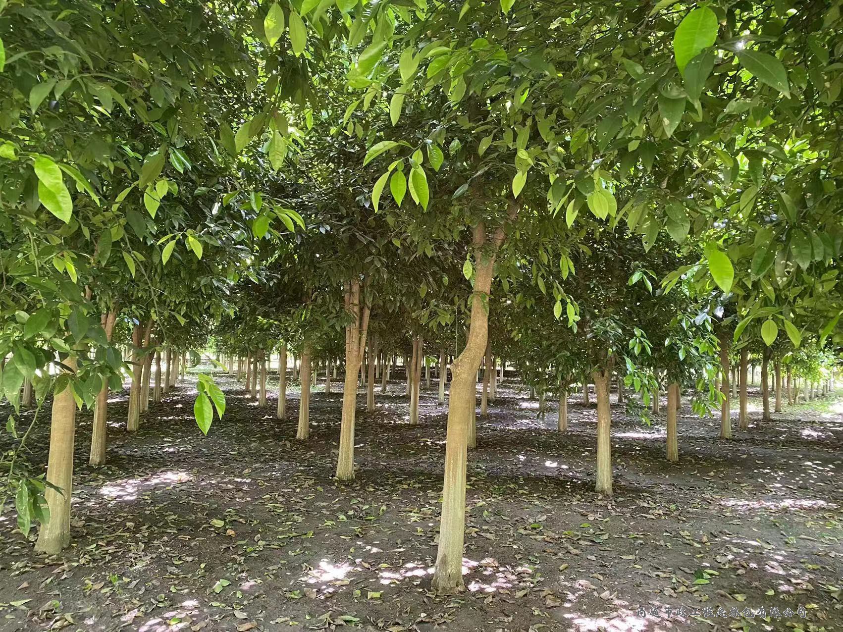 香櫞樹（直徑約8至12厘米，約3000棵）